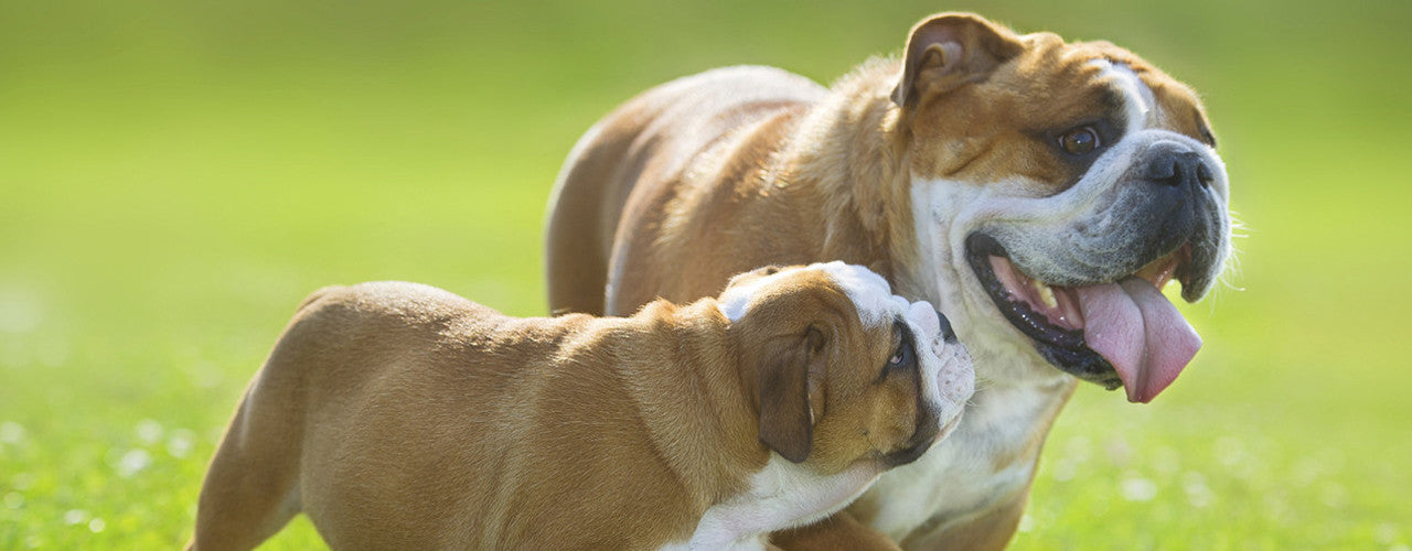 Happy Healthy Pets